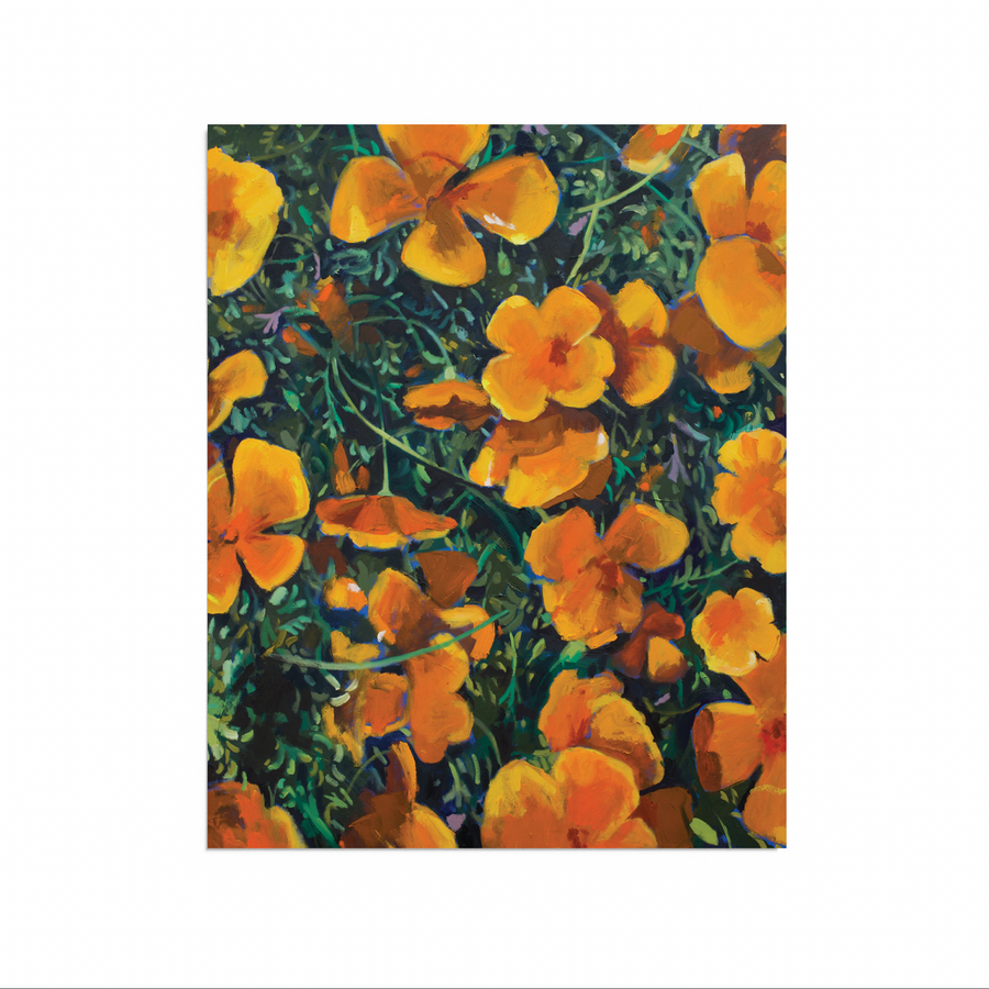 California Poppies