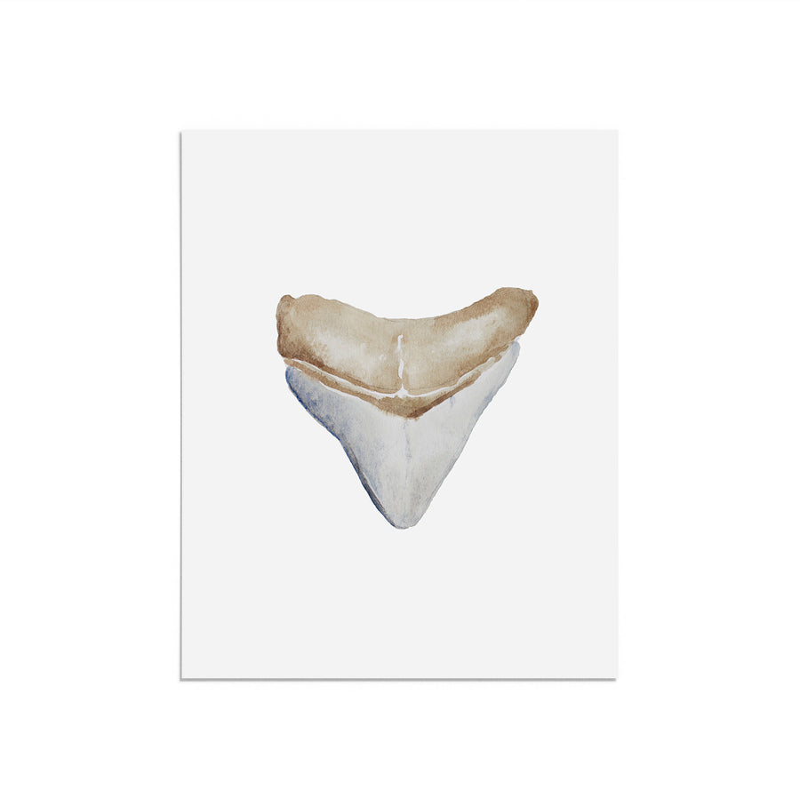 Shark Tooth Blue