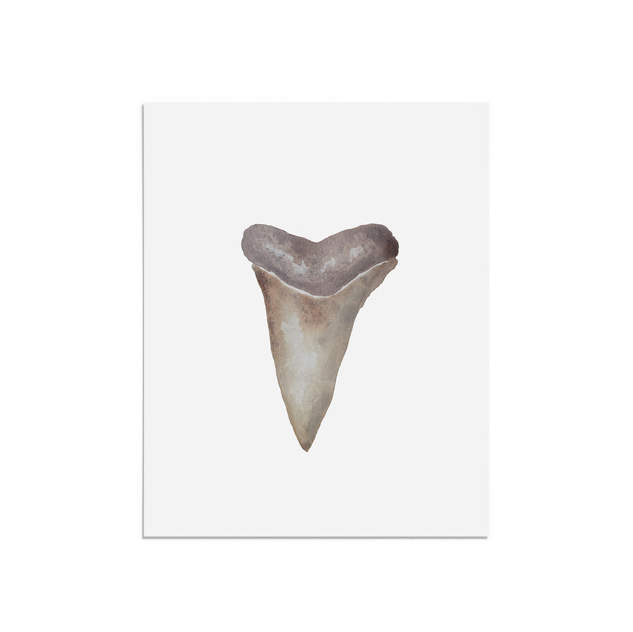 Shark Tooth Brown